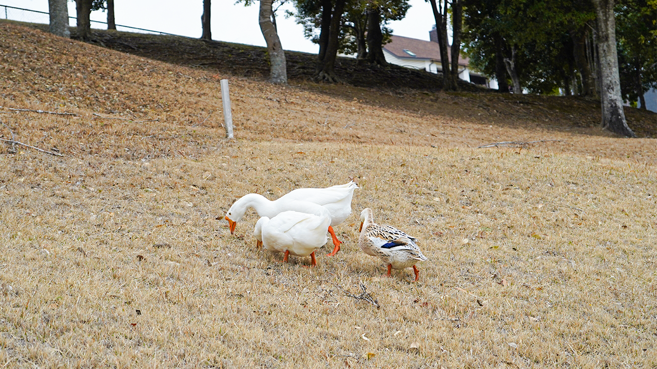ニューヨーク屋敷のゴルフ交友録_#02
